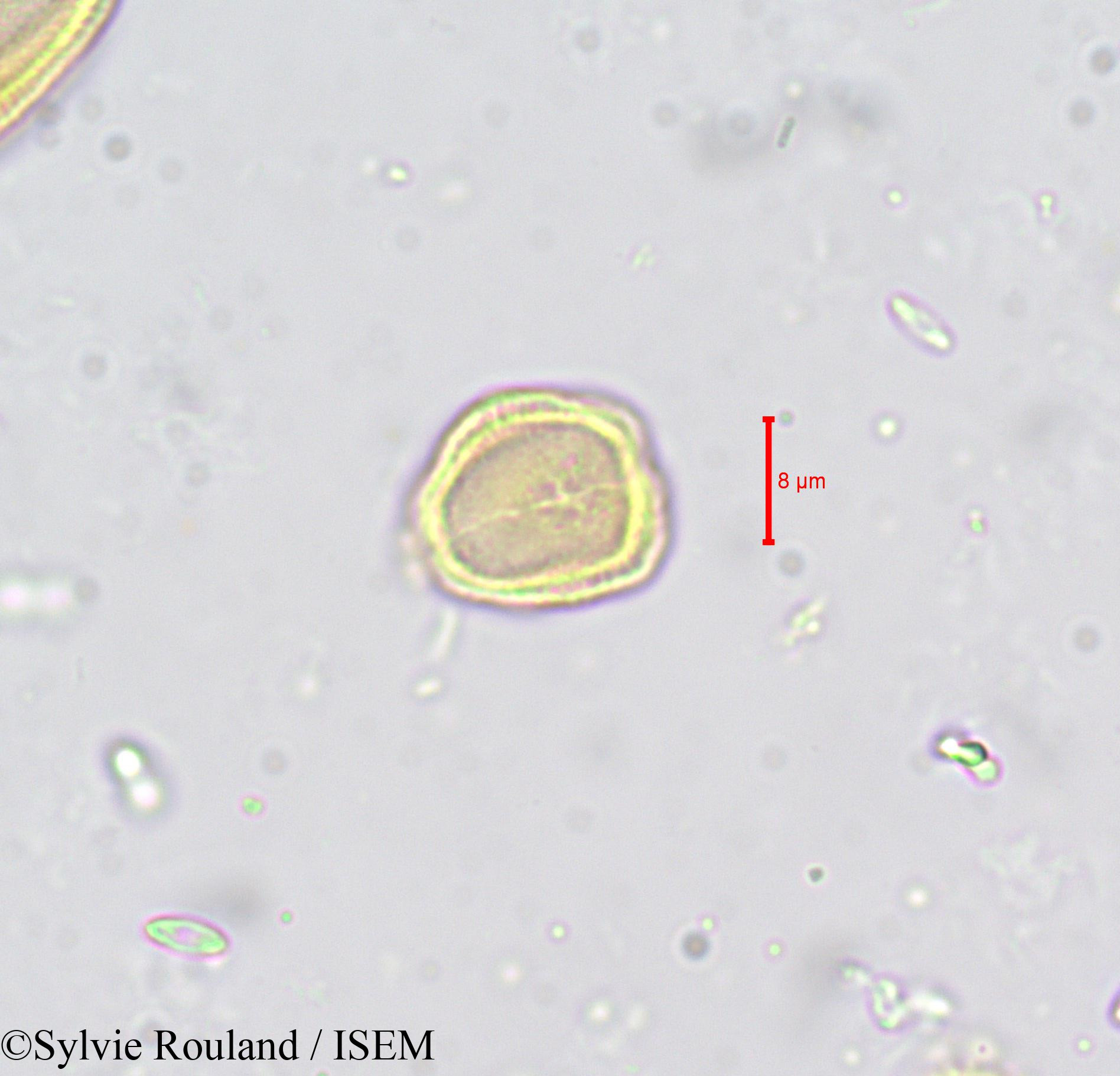 Sylvie.Rouland/Carum_verticillatum_659/Carum_verticillatum_659_0006(copy).jpg