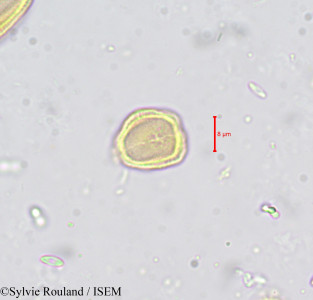 Carum verticillatum - lame n° 659