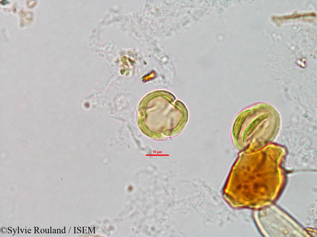 Sylvie.Rouland/Casearia_elliptica_3185/Casearia_elliptica_3185_0001(copy).jpg
