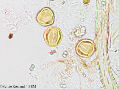 Casearia elliptica - lame n° 3185
