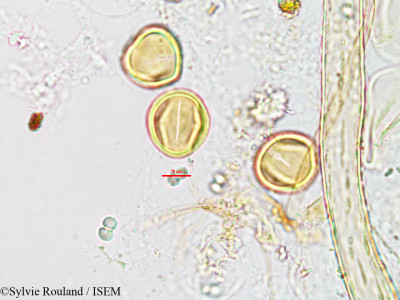 Casearia elliptica - lame n° 3185