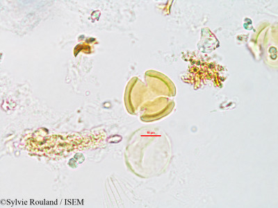 Casearia elliptica - lame n° 3185