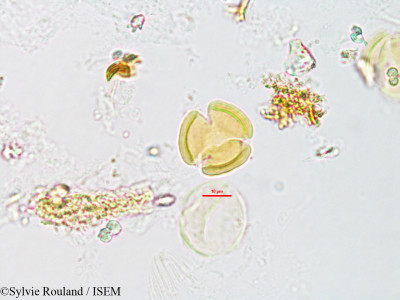 Casearia elliptica - lame n° 3185