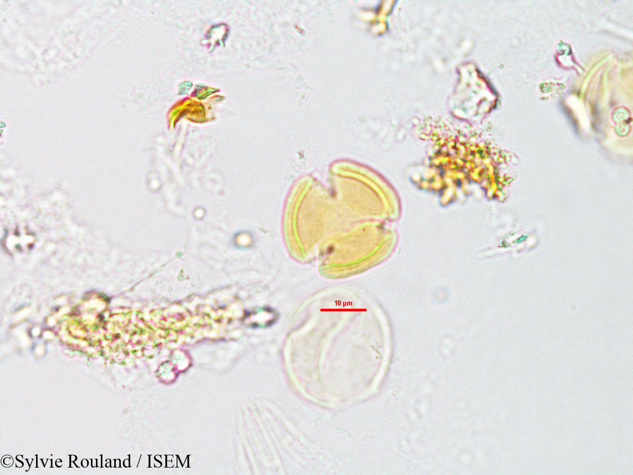 Sylvie.Rouland/Casearia_elliptica_3185/Casearia_elliptica_3185_0007(copy).jpg
