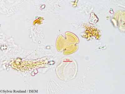 Casearia elliptica - lame n° 3185