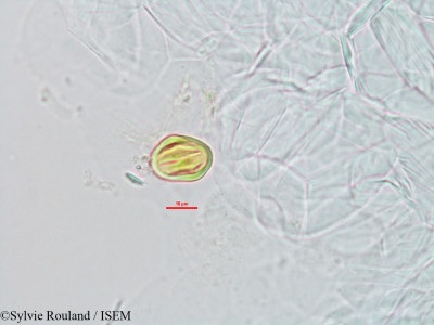 Sylvie.Rouland/Casearia_lucida_7208/Casearia_lucida_7208_0001(copy)_thumb.jpg