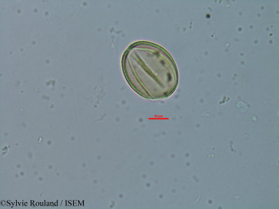 Cassia burttii - lame n° 18308