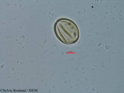 Cassia burttii - lame n° 18308