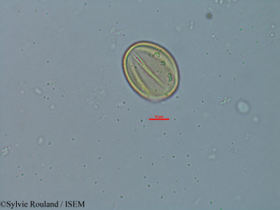 Cassia burttii - lame n° 18308