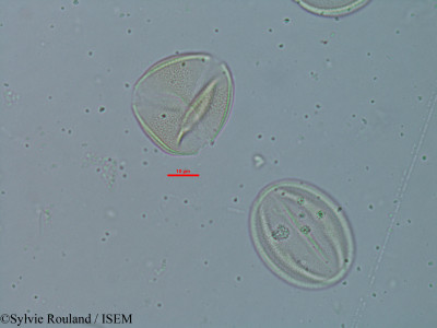 Cassia burttii - lame n° 18308