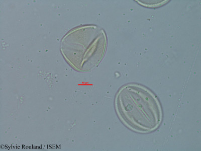 Cassia burttii - lame n° 18308