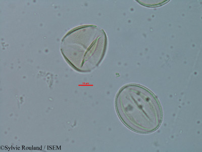 Cassia burttii - lame n° 18308