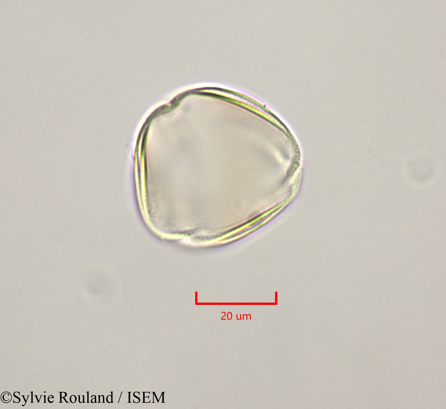 Sylvie.Rouland/Cassia_fistula_47238/Cassia_fistula_47238_0001(copy).jpg