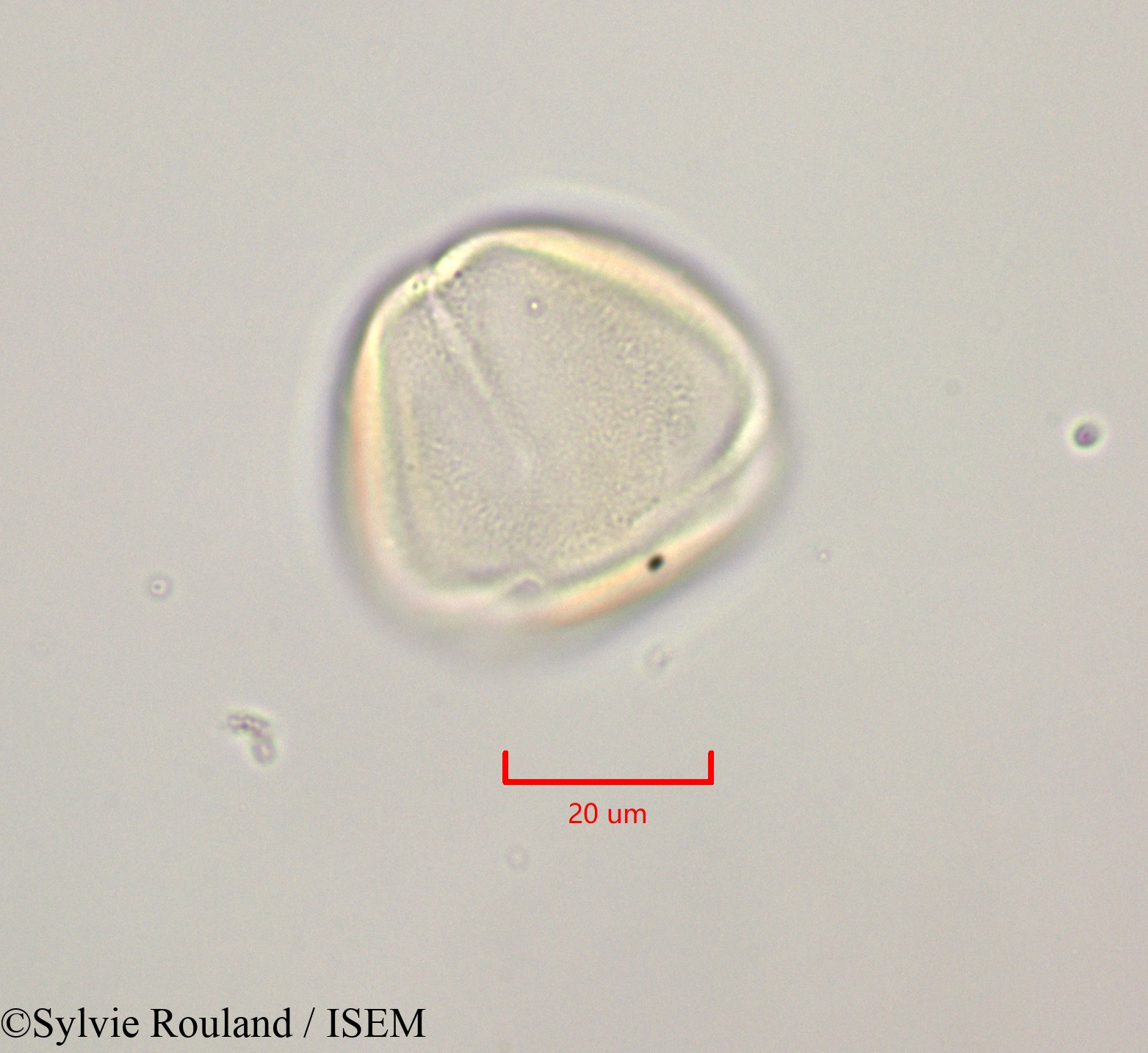 Sylvie.Rouland/Cassia_fistula_47238/Cassia_fistula_47238_0002(copy).jpg