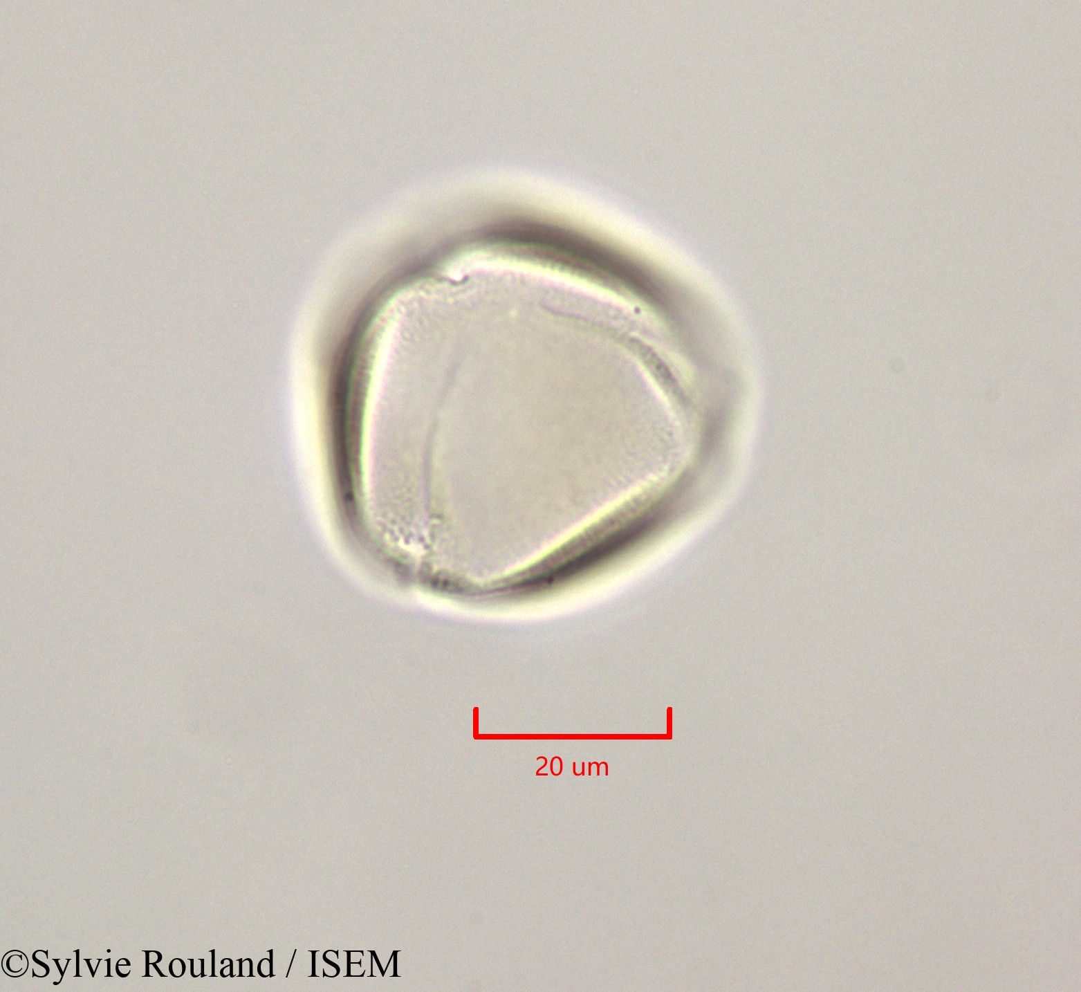 Sylvie.Rouland/Cassia_fistula_47238/Cassia_fistula_47238_0003(copy).jpg