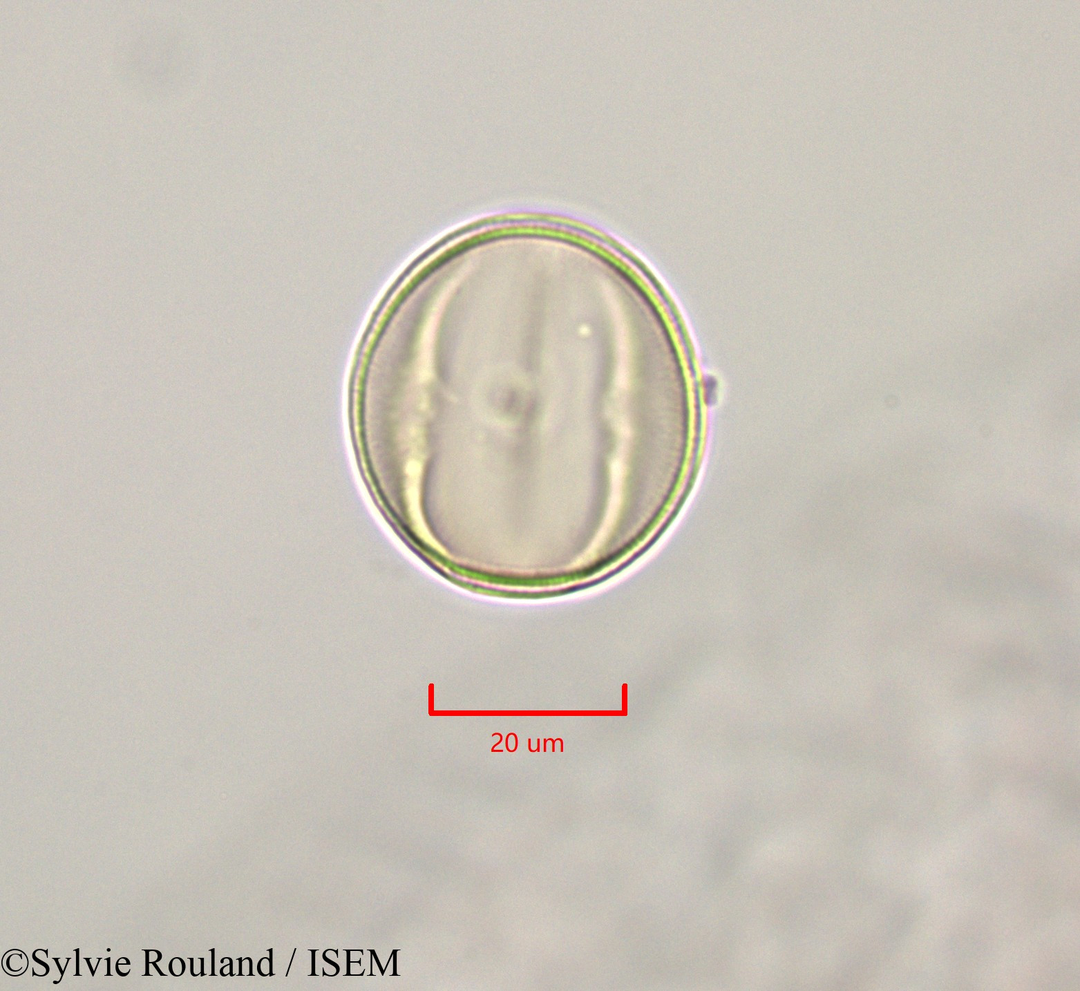 Sylvie.Rouland/Cassia_fistula_47238/Cassia_fistula_47238_0004(copy).jpg