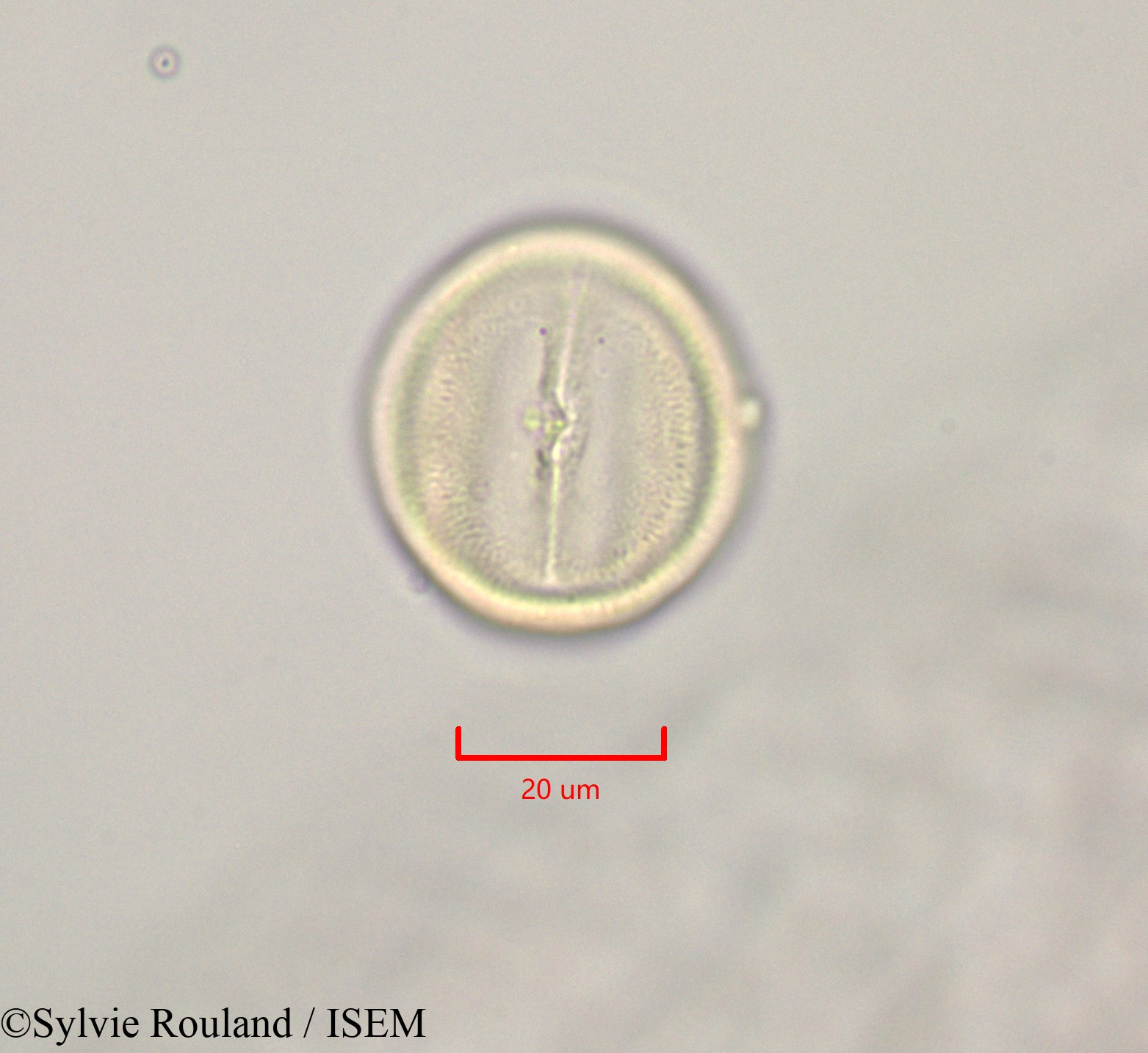 Sylvie.Rouland/Cassia_fistula_47238/Cassia_fistula_47238_0005(copy).jpg