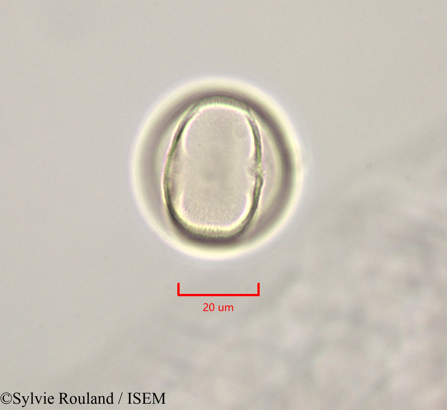 Sylvie.Rouland/Cassia_fistula_47238/Cassia_fistula_47238_0006(copy).jpg