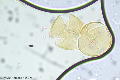 Sylvie.Rouland/Cassia_hirsuta_22/Cassia_hirsuta_22_0001(copy)_thumb.jpg