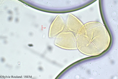 Cassia hirsuta - lame n° 22