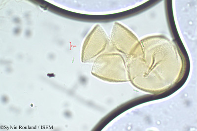 Cassia hirsuta - lame n° 22