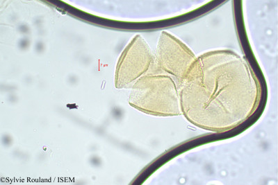 Cassia hirsuta - lame n° 22