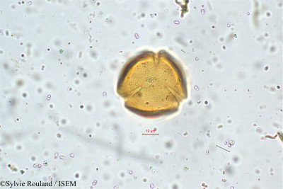 Cassia hirsuta - lame n° 4997