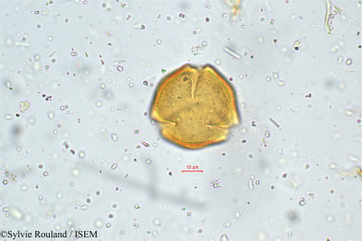 Cassia hirsuta - lame n° 4997