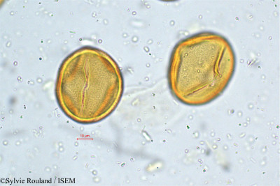 Cassia hirsuta - lame n° 4997