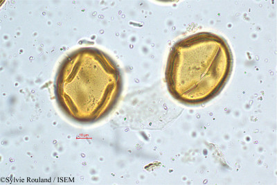 Cassia hirsuta - lame n° 4997