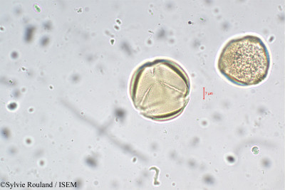 Cassia javanica - lame n° 5479