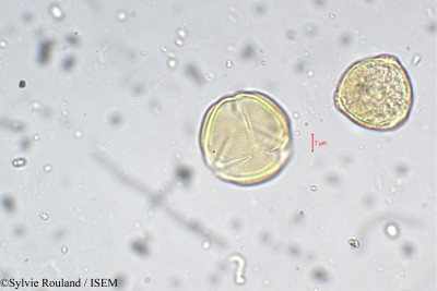 Cassia javanica - lame n° 5479