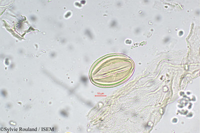 Cassia javanica - lame n° 5479
