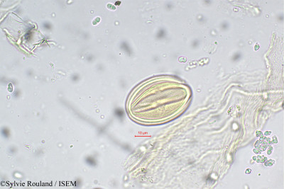 Cassia javanica - lame n° 5479