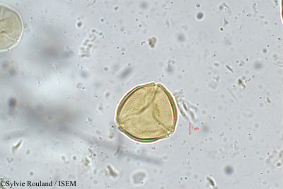 Sylvie.Rouland/Cassia_marginata_5155/Cassia_marginata_5155_0001(copy)_thumb.jpg