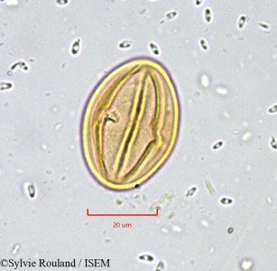 Sylvie.Rouland/Cassia_nigricans_745/Cassia_nigricans_745_0001(copy)_thumb.jpg
