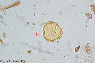Sylvie.Rouland/Cassia_nodosa_5080/Cassia_nodosa_5080_0001(copy)_thumb.jpg