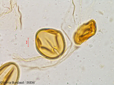 Cassia sophera - lame n° 4921