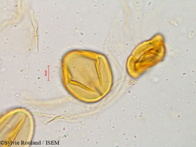 Cassia sophera - lame n° 4921