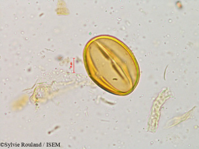Cassia sophera - lame n° 4921