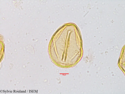 Sylvie.Rouland/Cassia_timorensis_3854/Cassia_timorensis_3854_0001(copy)_thumb.jpg