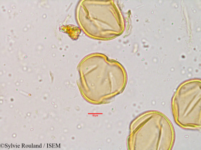 Sylvie.Rouland/Cassia_tomentosa_3855/Cassia_tomentosa_3855_0001(copy)_thumb.jpg