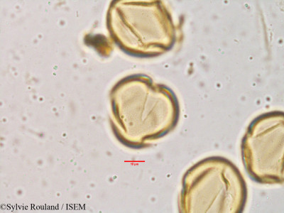 Cassia tomentosa - lame n° 3855