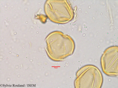 Cassia tomentosa - lame n° 3855