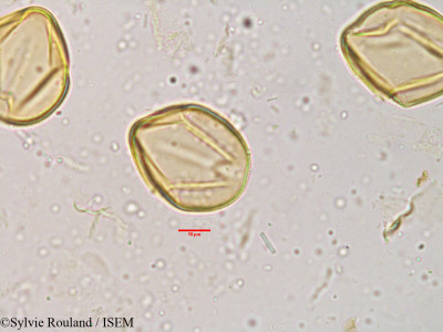 Cassia tomentosa - lame n° 3855