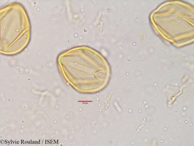 Cassia tomentosa - lame n° 3855