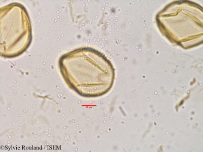 Cassia tomentosa - lame n° 3855