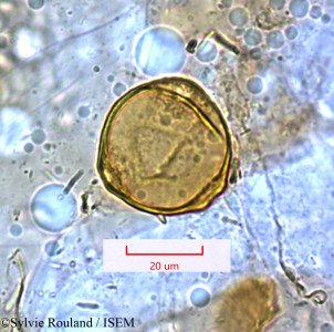 Casuarina equisetifolia - lame n° 1476