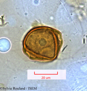 Casuarina equisetifolia - lame n° 1476