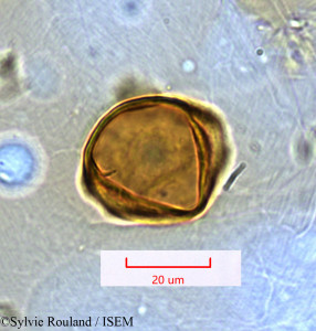 Casuarina equisetifolia - lame n° 1476